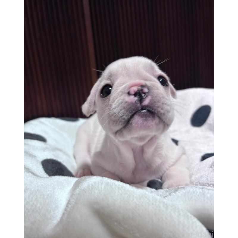 成約済の三重県のフレンチブルドッグ-426347の3枚目