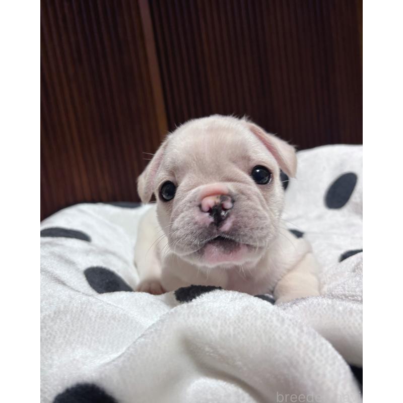 成約済の三重県のフレンチブルドッグ-426347の2枚目