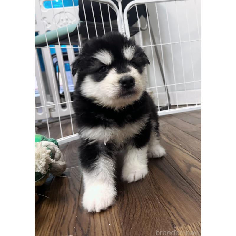 販売中の東京都のアラスカンマラミュート-430923