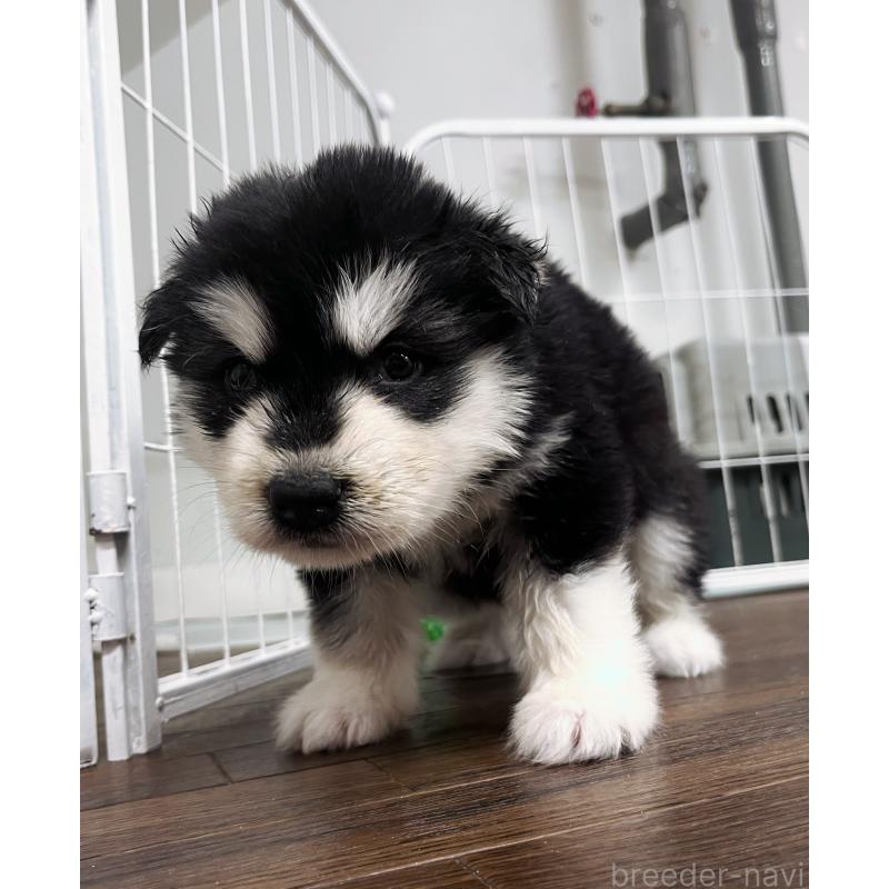 販売中の東京都のアラスカンマラミュート-430923の6枚目