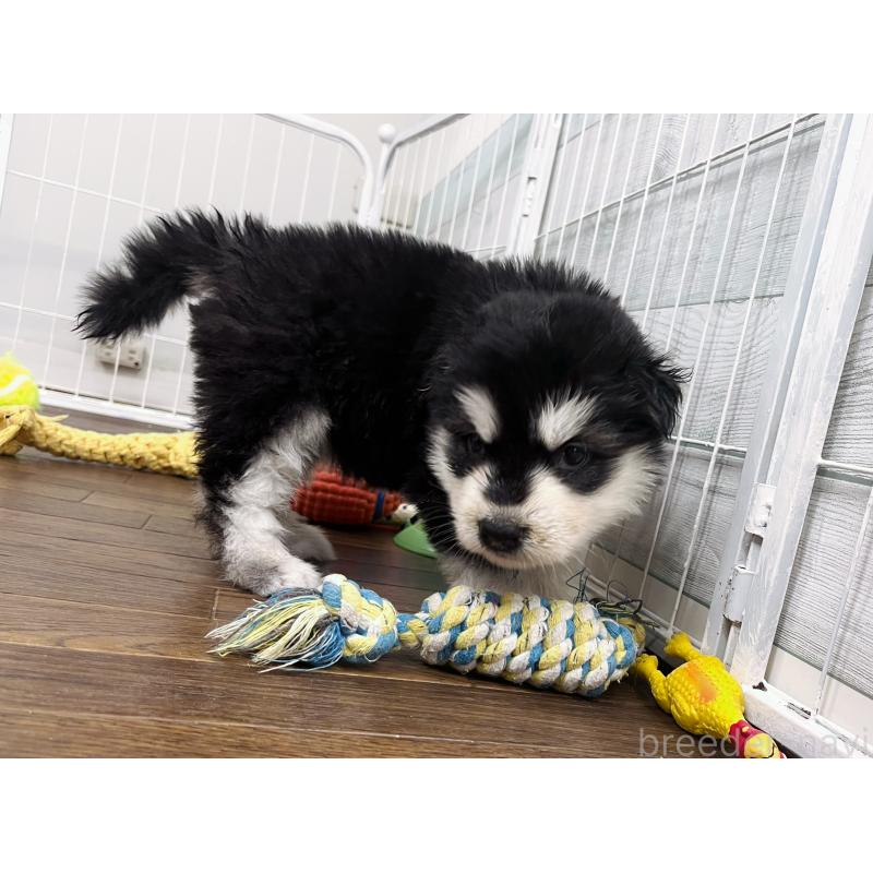 販売中の東京都のアラスカンマラミュート-430923の5枚目