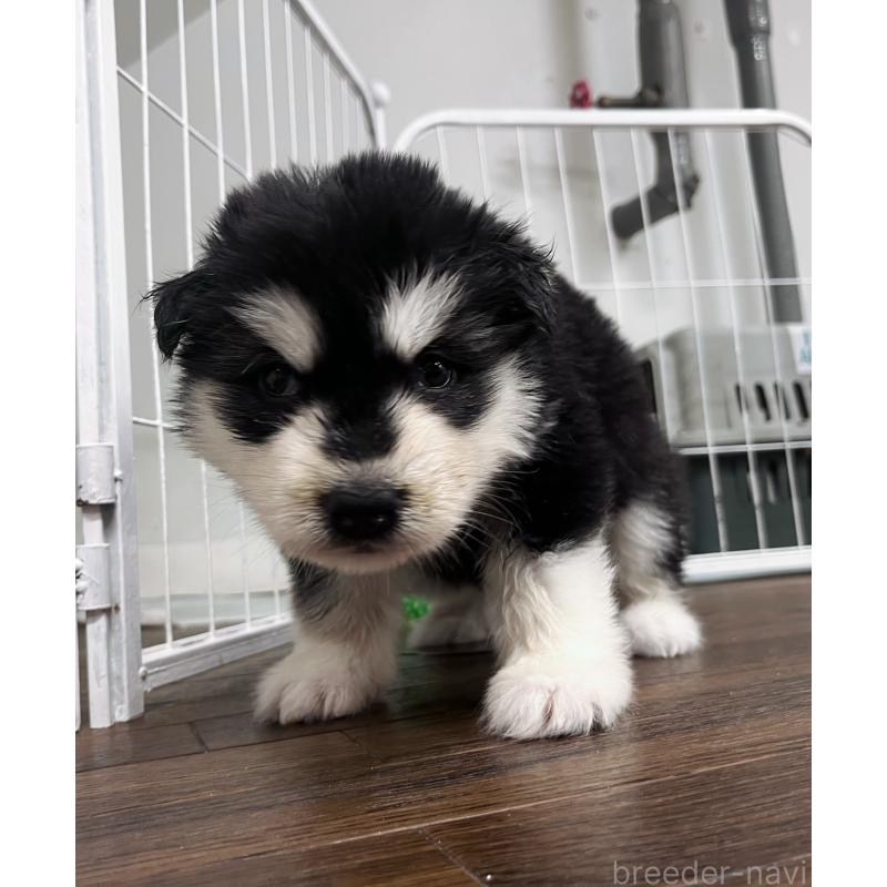 販売中の東京都のアラスカンマラミュート-430923の4枚目