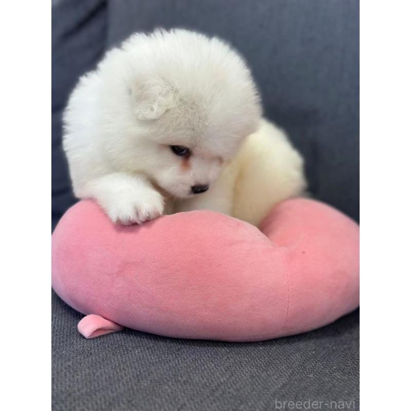 販売中の栃木県のサモエド-430924の10枚目