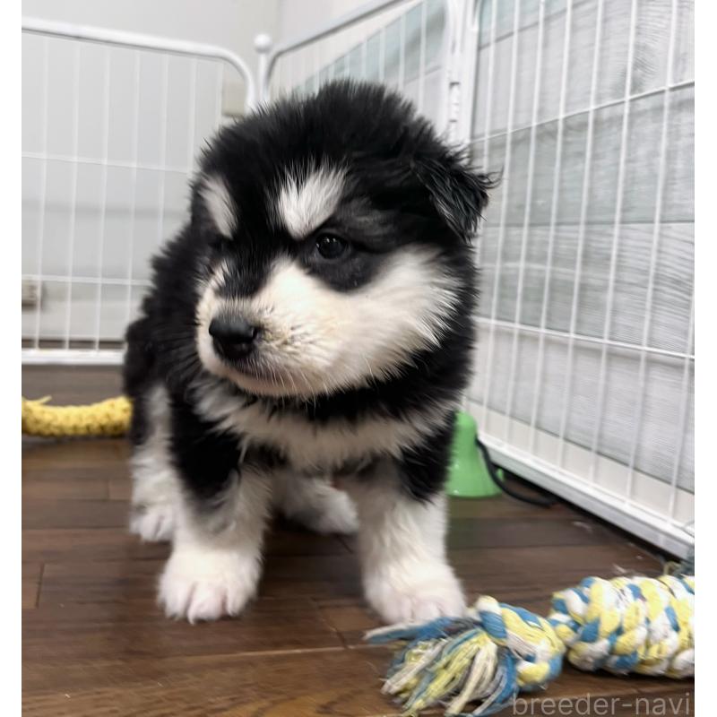 販売中の東京都のアラスカンマラミュート-430923の3枚目