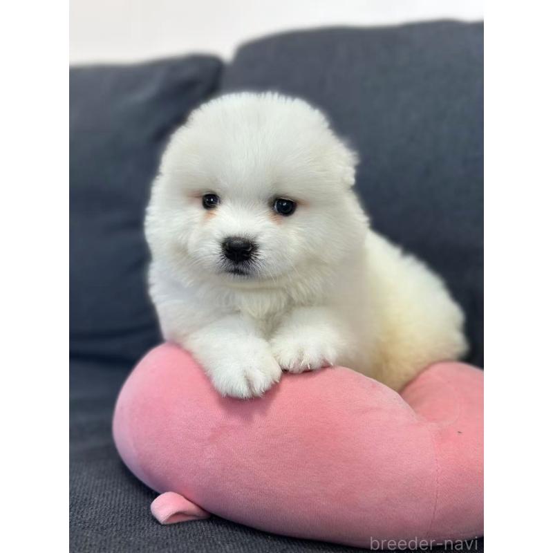 販売中の栃木県のサモエド-430924の9枚目