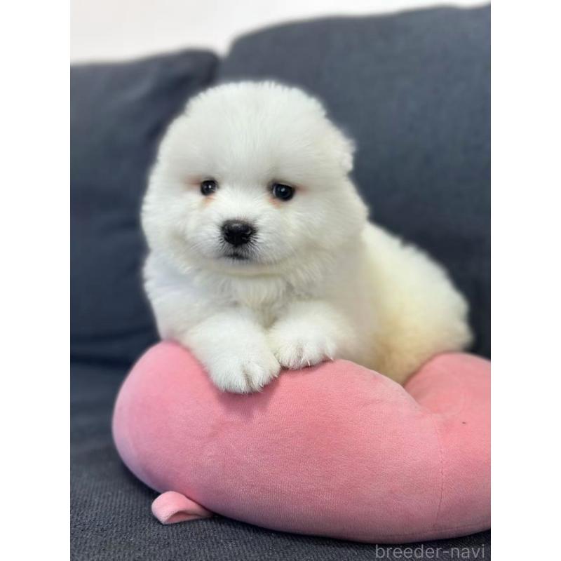 販売中の栃木県のサモエド-430924の8枚目