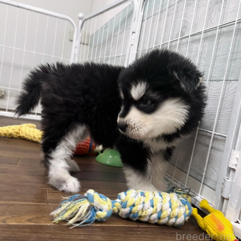 販売中の東京都のアラスカンマラミュート-430923の2枚目