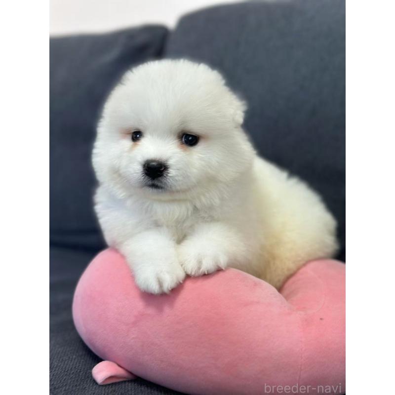 販売中の栃木県のサモエド-430924の7枚目