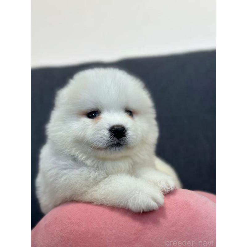 販売中の栃木県のサモエド-430924の6枚目