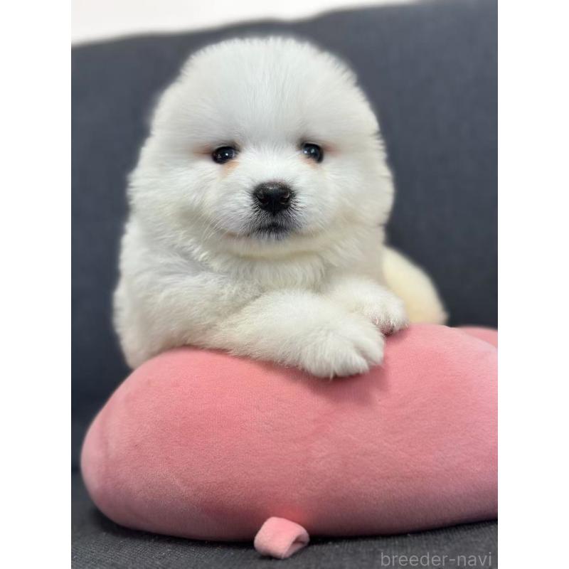 販売中の栃木県のサモエド-430924の5枚目