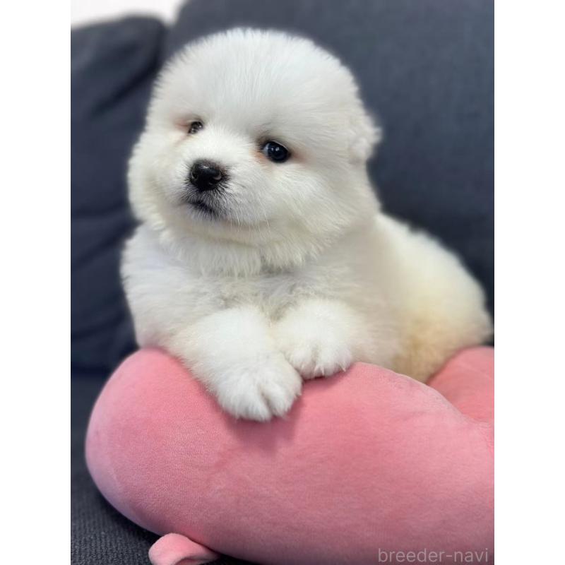 販売中の栃木県のサモエド-430924の4枚目