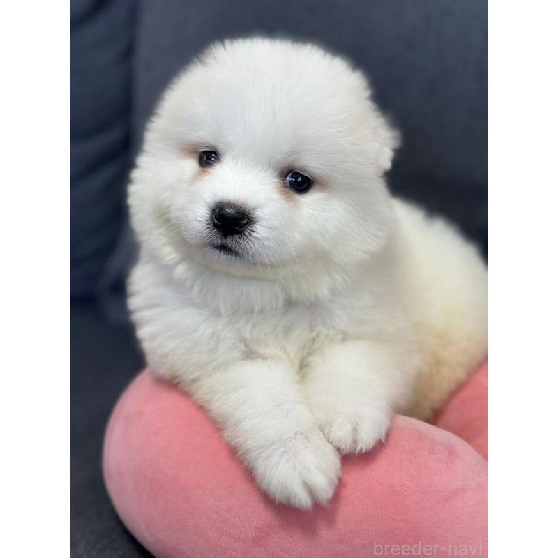 販売中の栃木県のサモエド-430924の3枚目