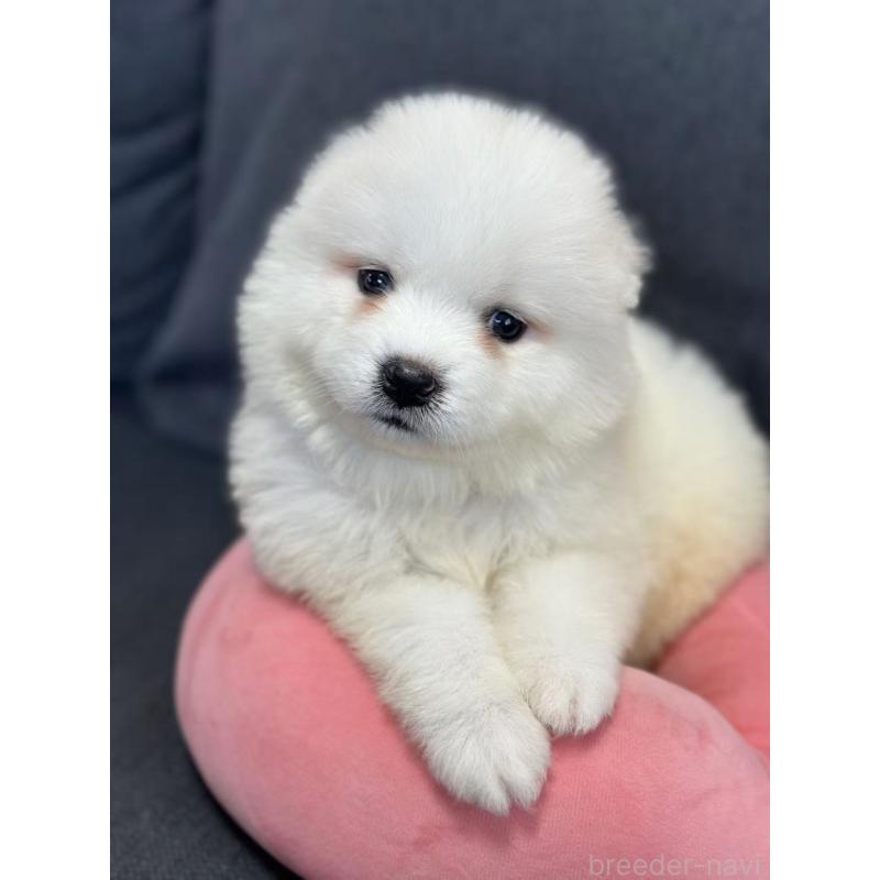 販売中の栃木県のサモエド-430924の2枚目