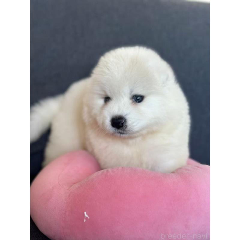 販売中の栃木県のサモエド-430925の8枚目