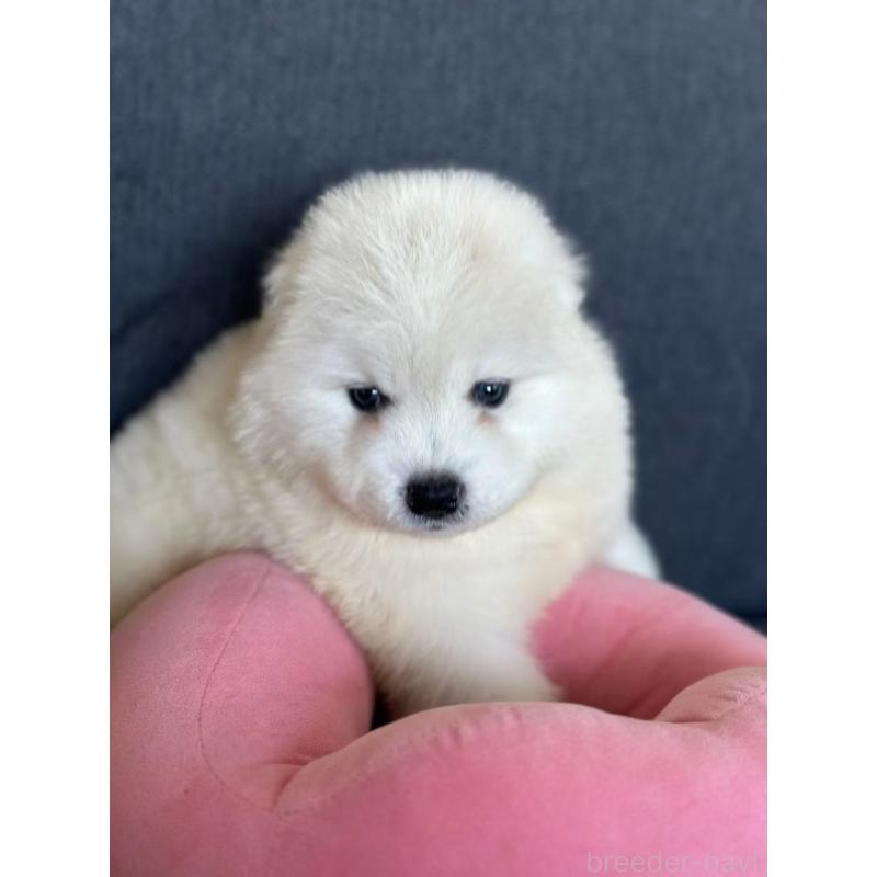 販売中の栃木県のサモエド-430925