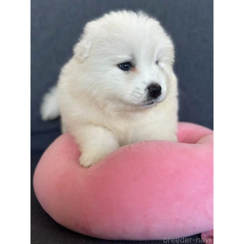 販売中の栃木県のサモエド-430925の7枚目