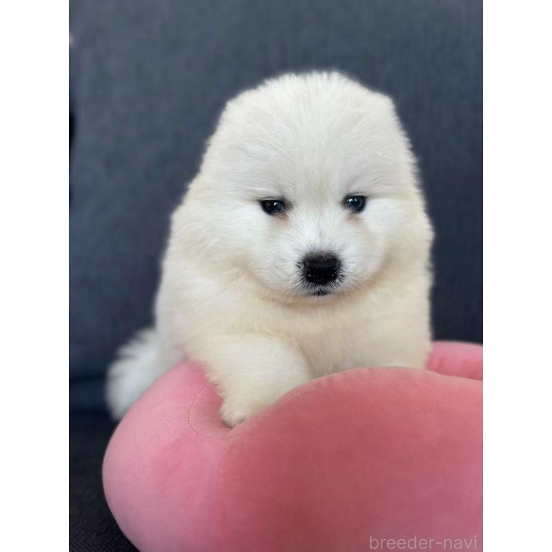 販売中の栃木県のサモエド-430925の6枚目