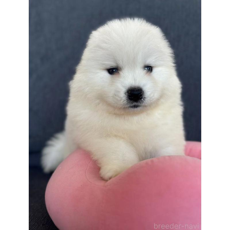 販売中の栃木県のサモエド-430925の5枚目