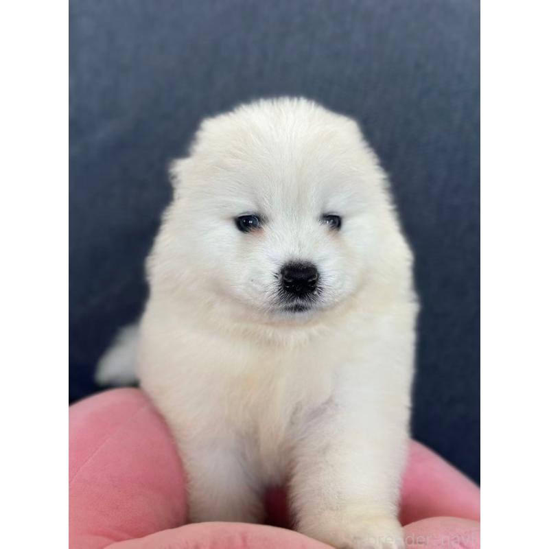 販売中の栃木県のサモエド-430925の4枚目