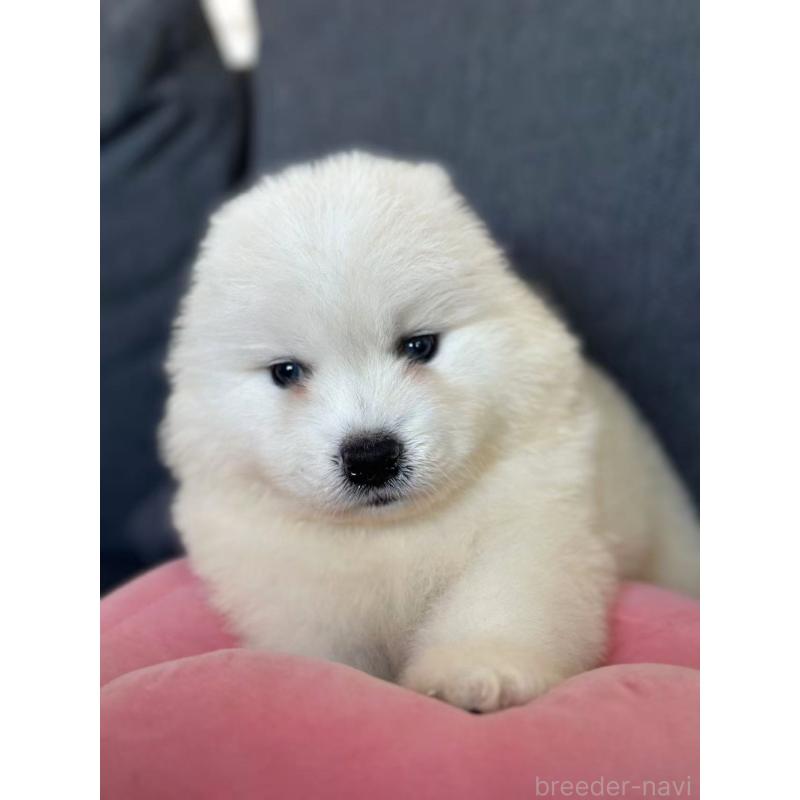 販売中の栃木県のサモエド-430925の3枚目