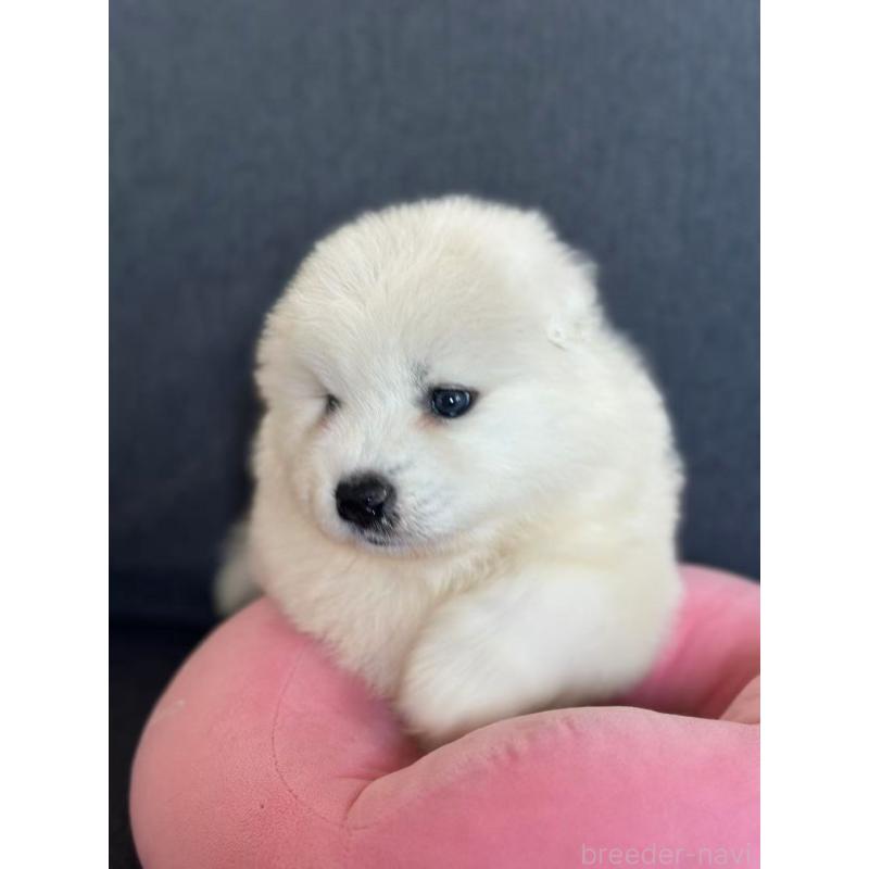 販売中の栃木県のサモエド-430925の2枚目