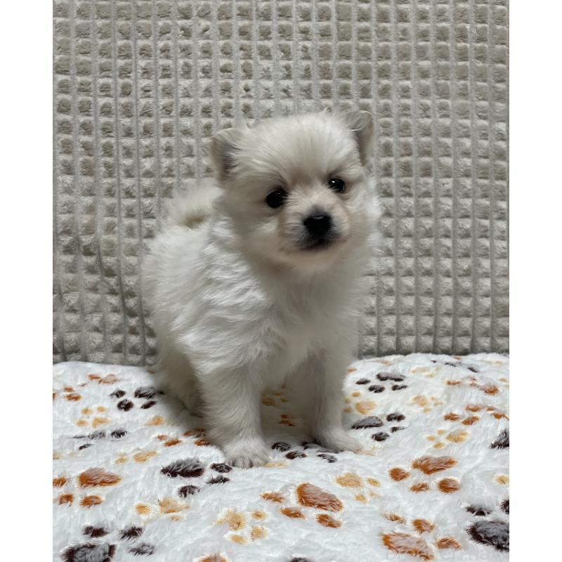 販売中の大阪府のポメラニアン-430927の9枚目