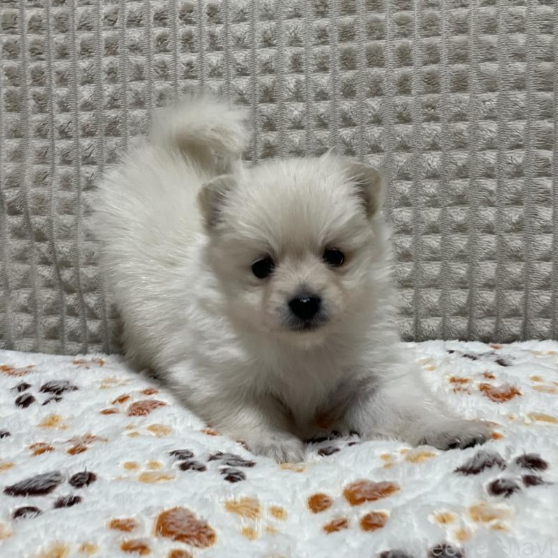 販売中の大阪府のポメラニアン-430927の8枚目