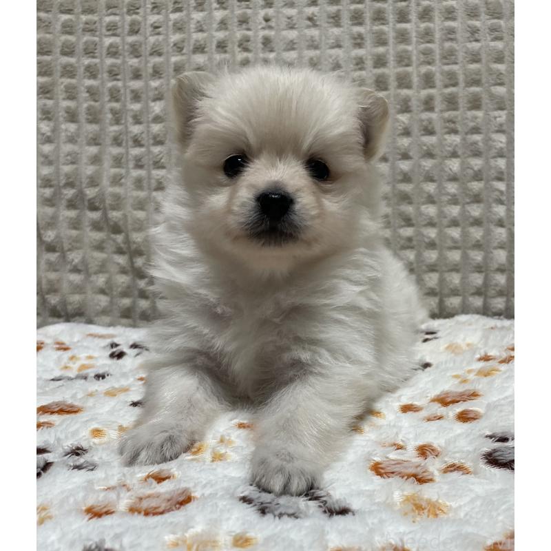 販売中の大阪府のポメラニアン-430927の7枚目