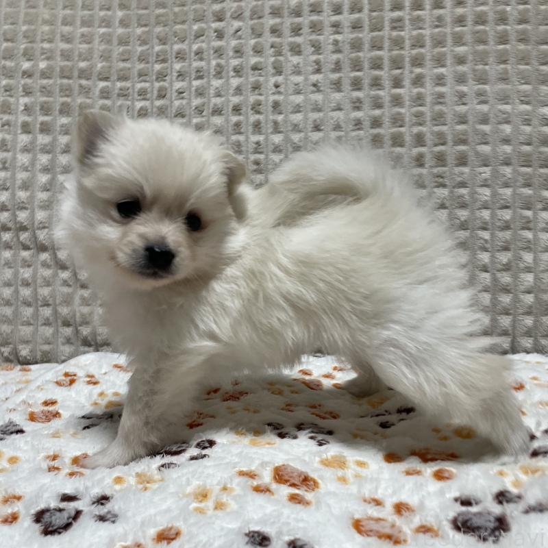 販売中の大阪府のポメラニアン-430927の6枚目