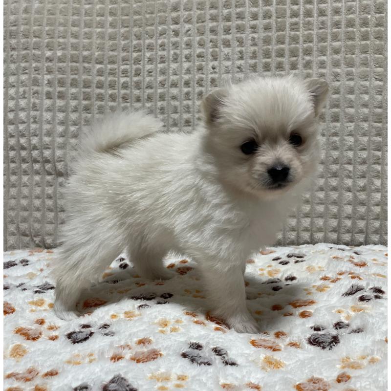 販売中の大阪府のポメラニアン-430927の5枚目