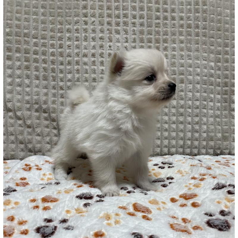 販売中の大阪府のポメラニアン-430927の4枚目