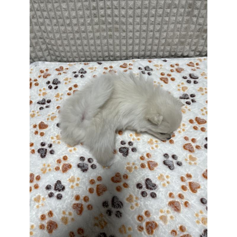 販売中の大阪府のポメラニアン-430927の3枚目