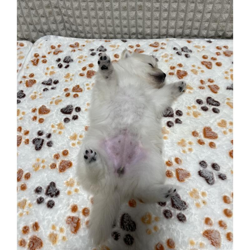 販売中の大阪府のポメラニアン-430927の2枚目