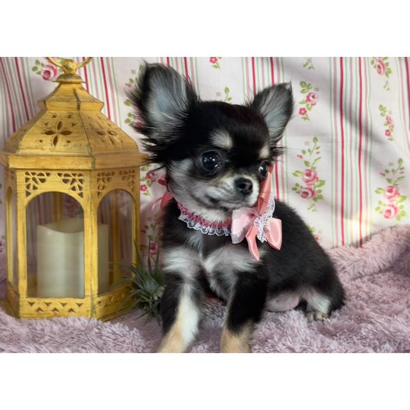 販売中の福岡県のチワワ(ロングコート)-430932の1枚目