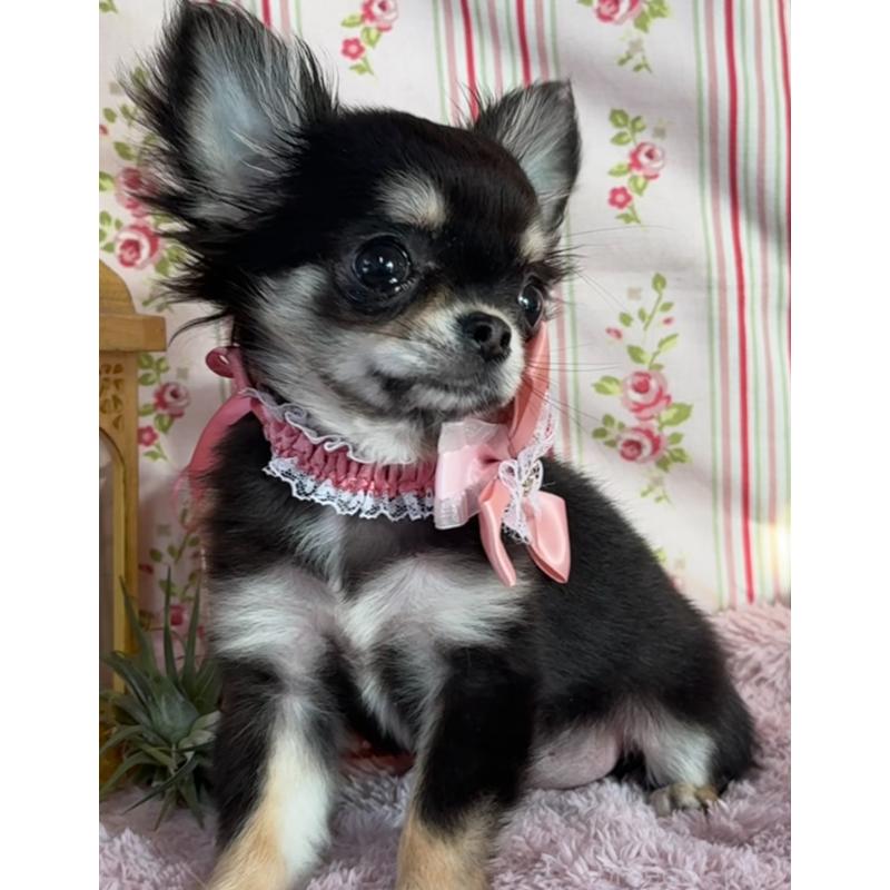 販売中の福岡県のチワワ(ロングコート)-430932の12枚目