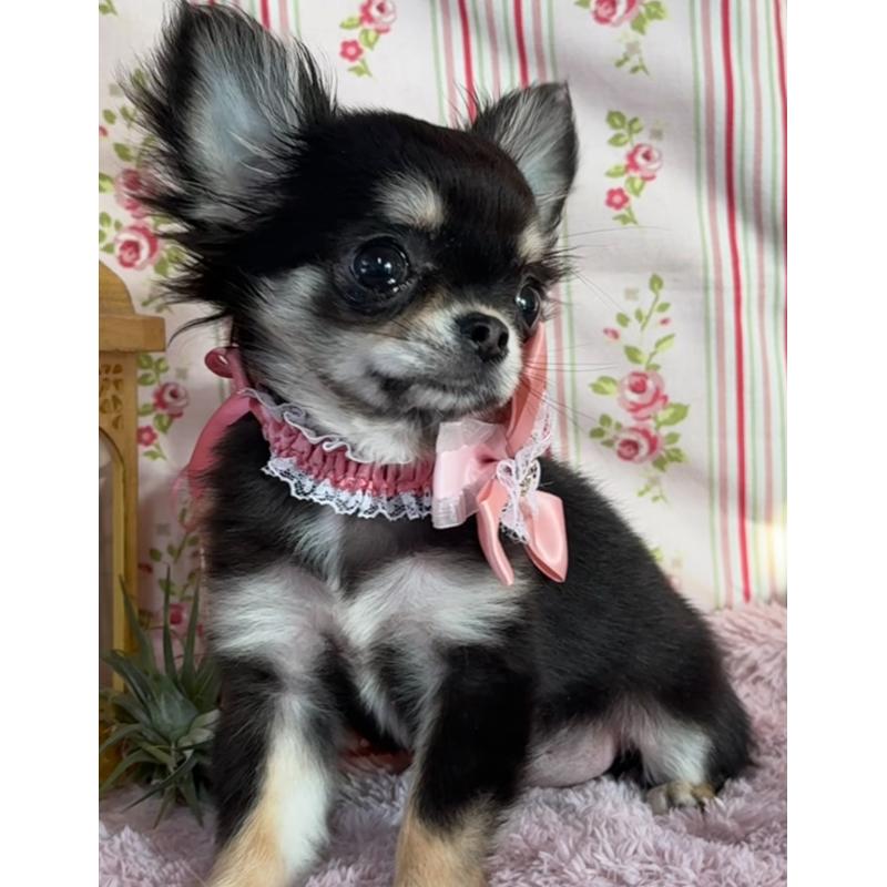 販売中の福岡県のチワワ(ロングコート)-430932の11枚目