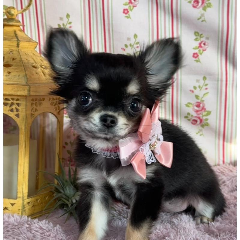 販売中の福岡県のチワワ(ロングコート)-430932の10枚目