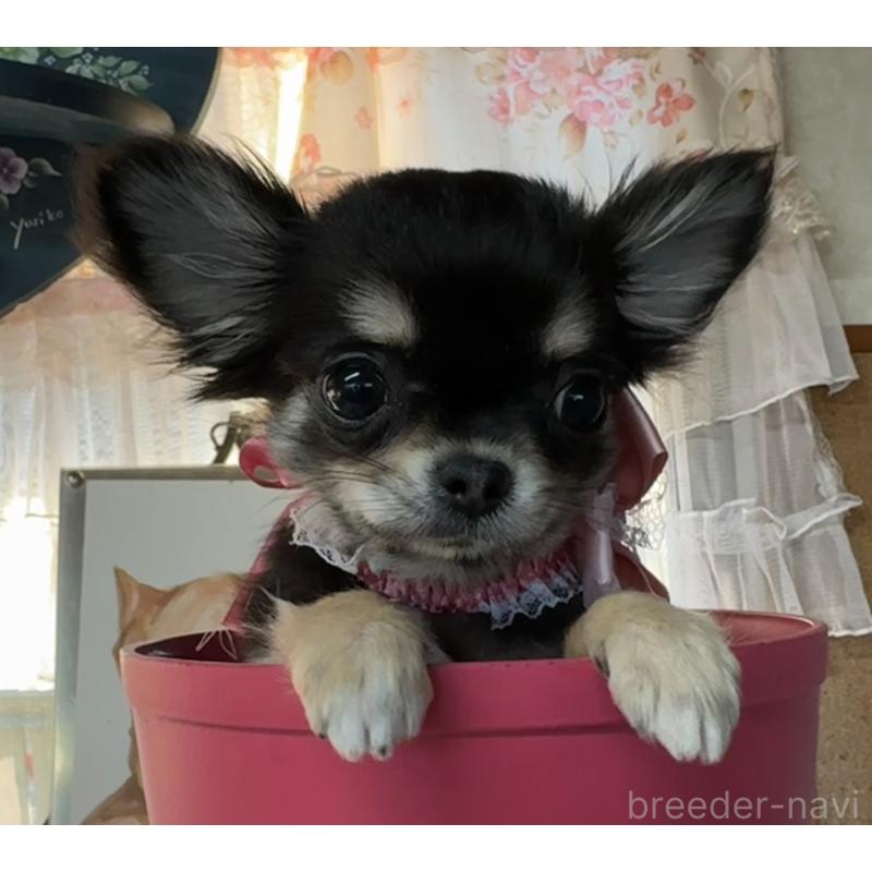 販売中の福岡県のチワワ(ロングコート)-430932の9枚目