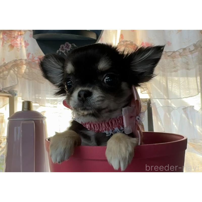 販売中の福岡県のチワワ(ロングコート)-430932の8枚目