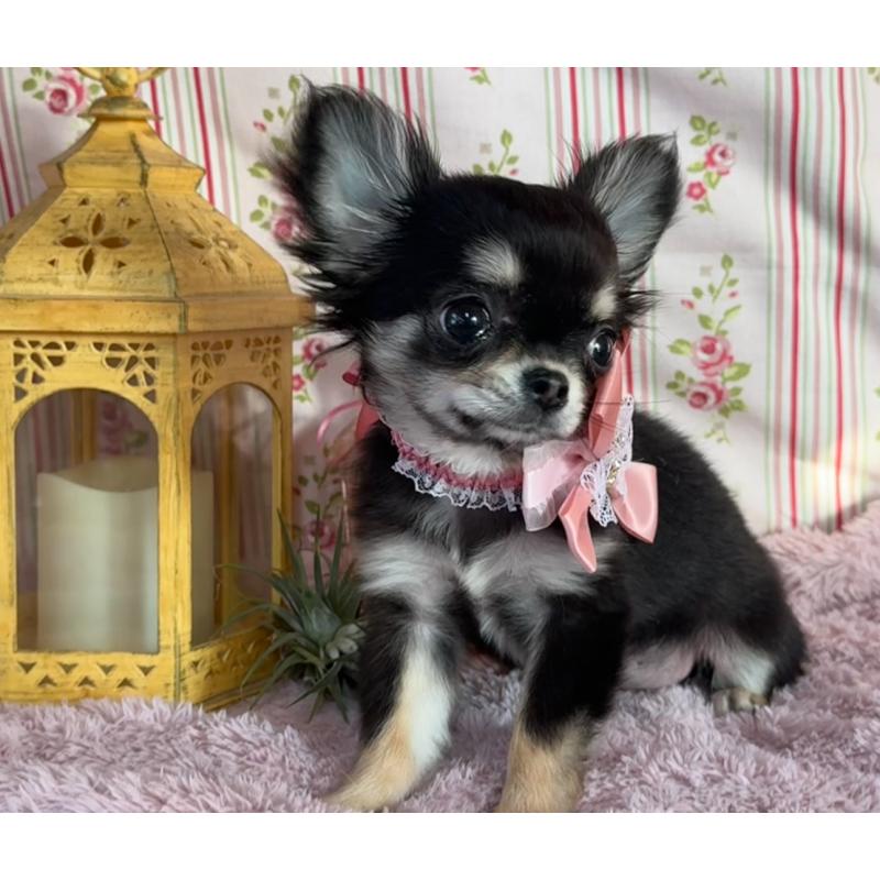 販売中の福岡県のチワワ(ロングコート)-430932の7枚目