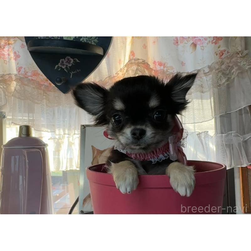 販売中の福岡県のチワワ(ロングコート)-430932の6枚目