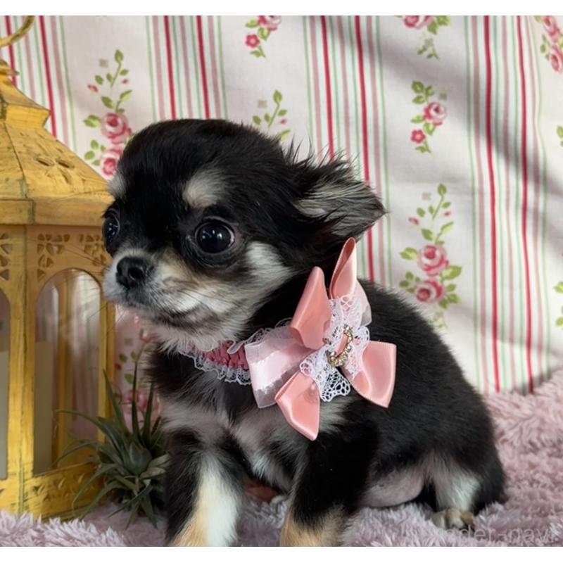 販売中の福岡県のチワワ(ロングコート)-430932の5枚目