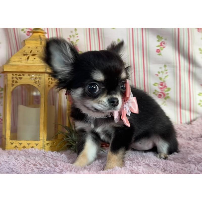 販売中の福岡県のチワワ(ロングコート)-430932の4枚目