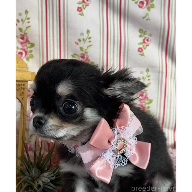 販売中の福岡県のチワワ(ロングコート)-430932の3枚目