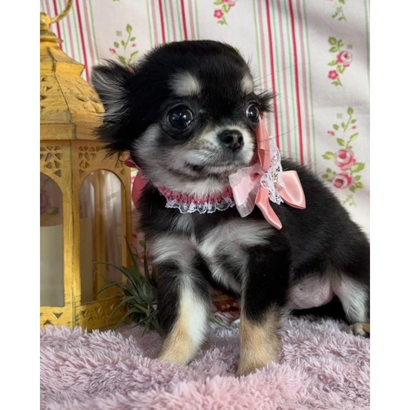 販売中の福岡県のチワワ(ロングコート)-430932の2枚目