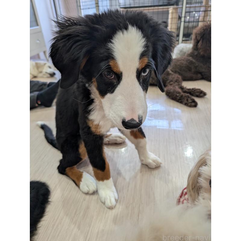 販売中の岡山県のバーニーズマウンテンドッグ-430933の5枚目