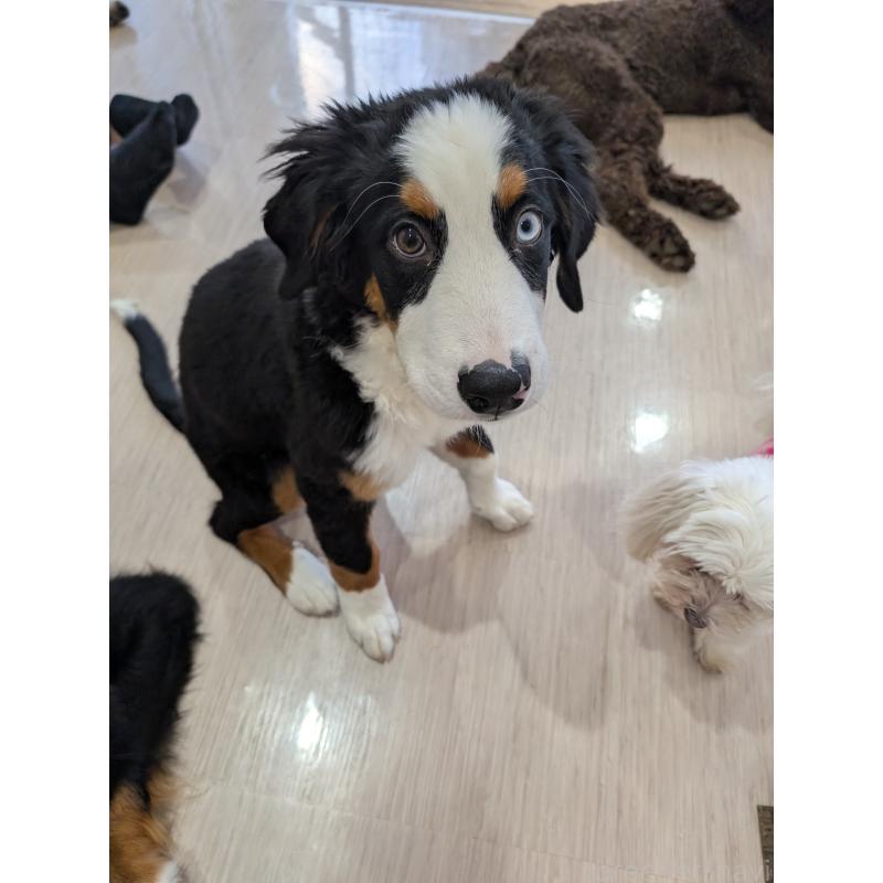 販売中の岡山県のバーニーズマウンテンドッグ-430933の4枚目