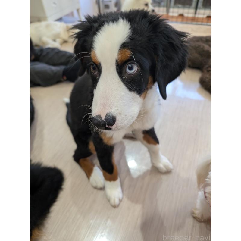 販売中の岡山県のバーニーズマウンテンドッグ-430933の3枚目