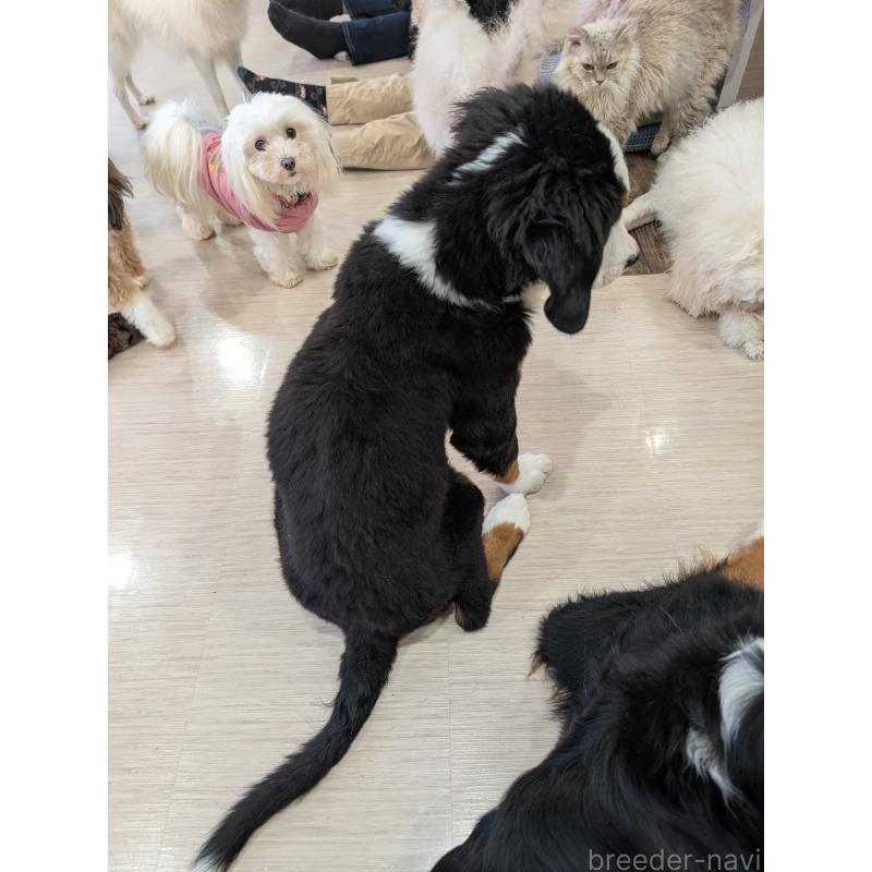 販売中の岡山県のバーニーズマウンテンドッグ-430933の2枚目