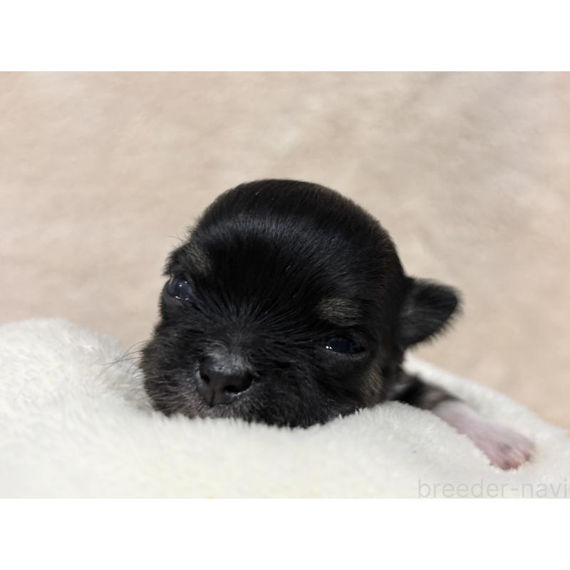 販売中の千葉県のチワワ(ロングコート)-430928の8枚目